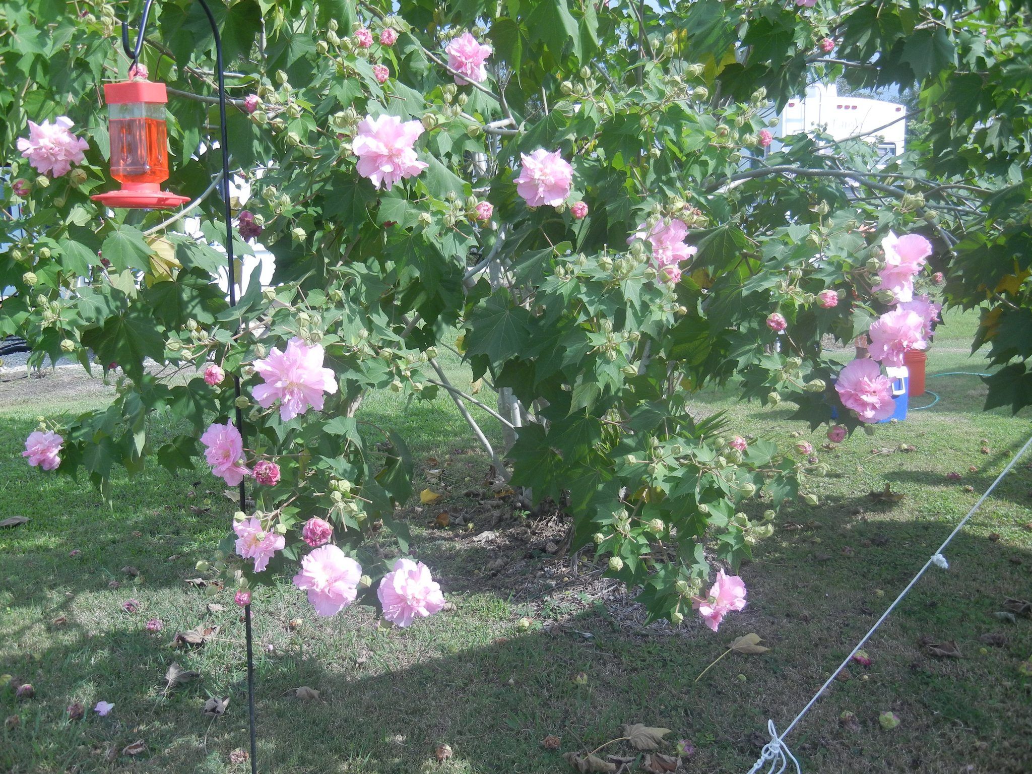 Landscaping at San Bernard River RV Park