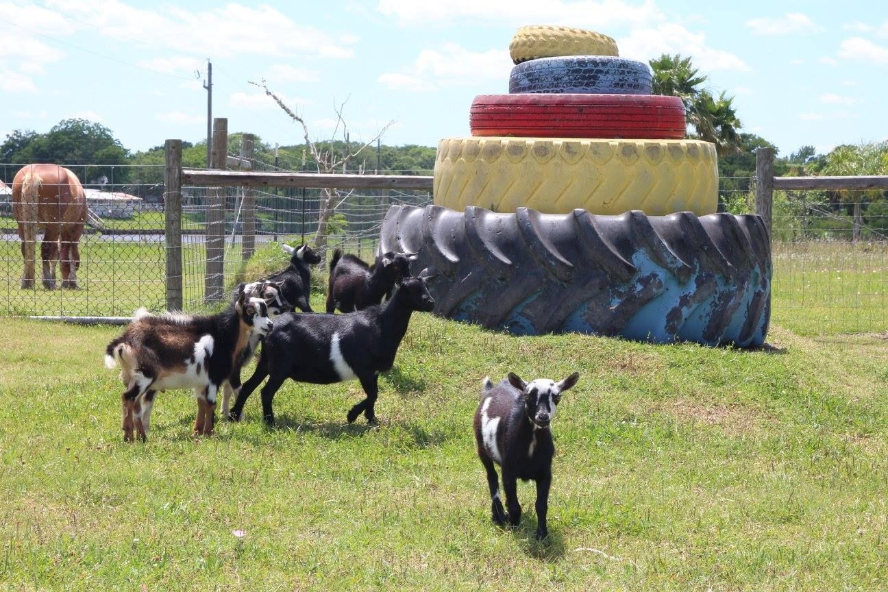 Goats on the grassy park grounds