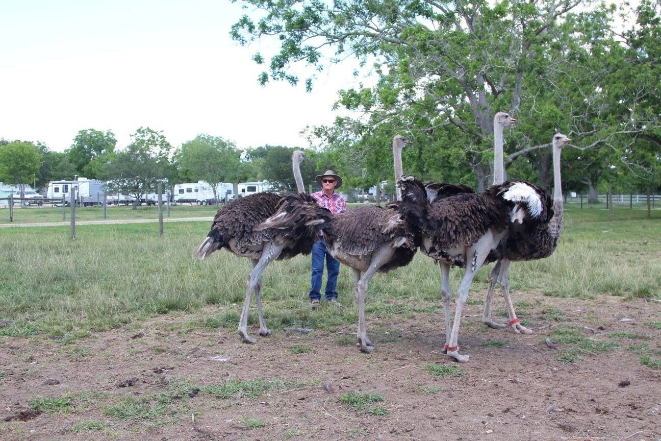 Ostriches on the grassy grounds beside the RV park