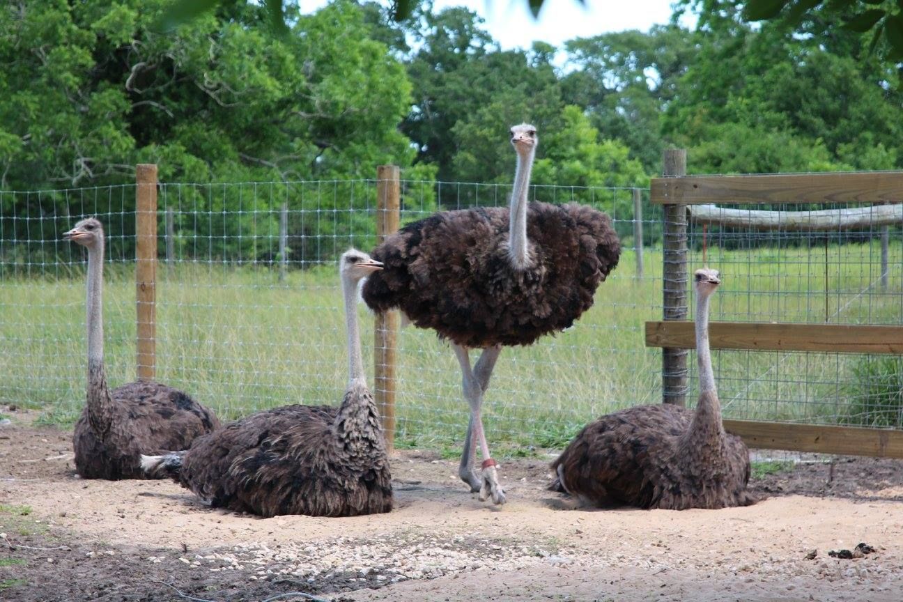 Ostriches resting on the park grounds
