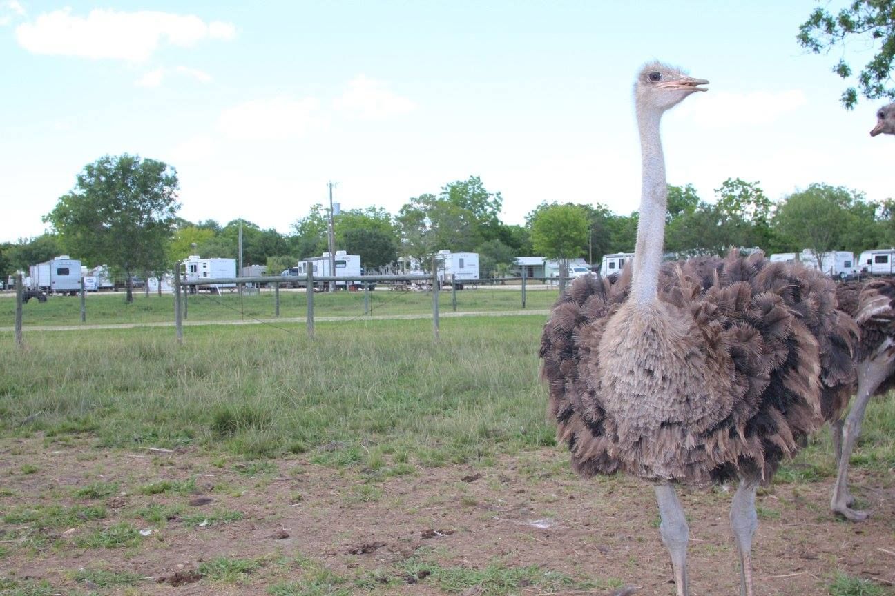 Ostrich near the RV sites at San Bernard River RV Park